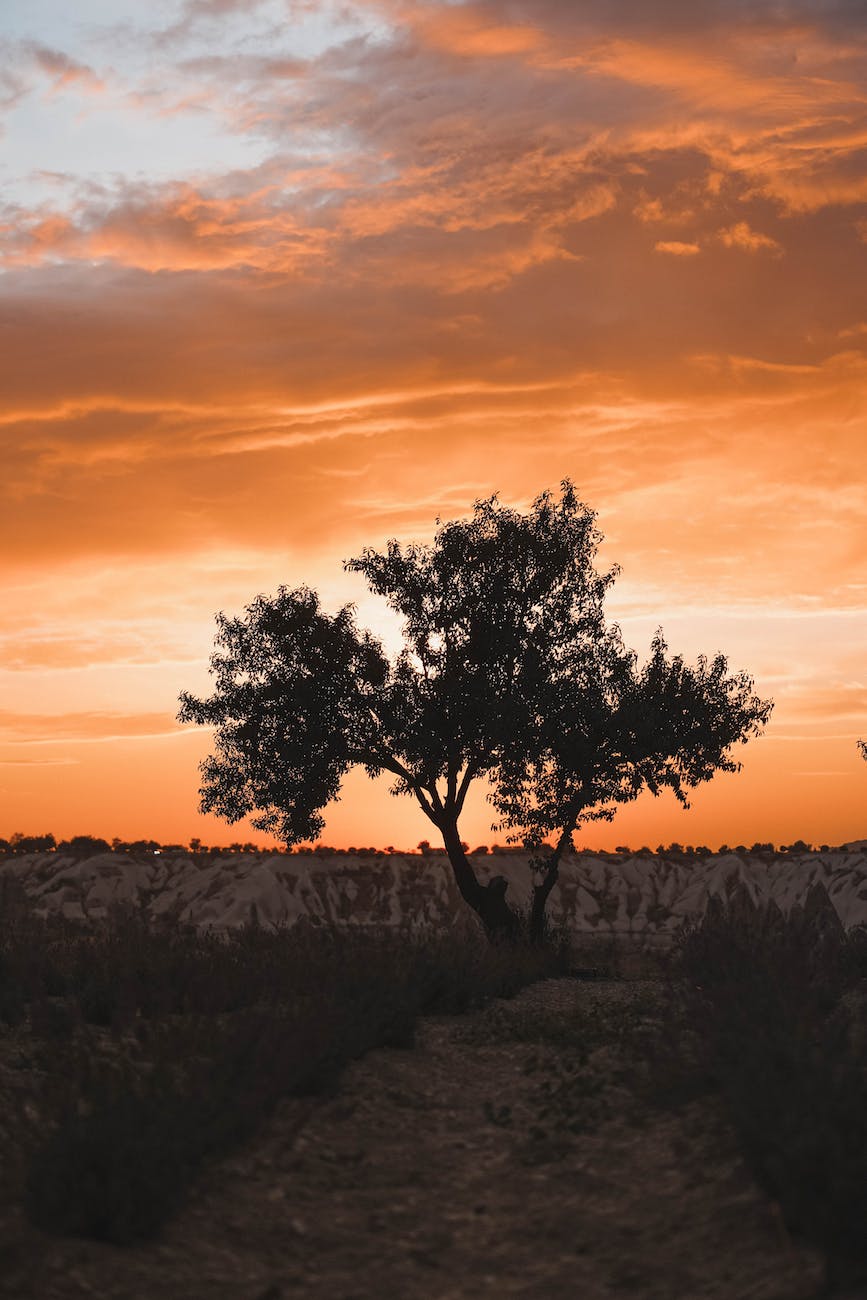 Why We Needed a Savior (Genesis 3:1-6)