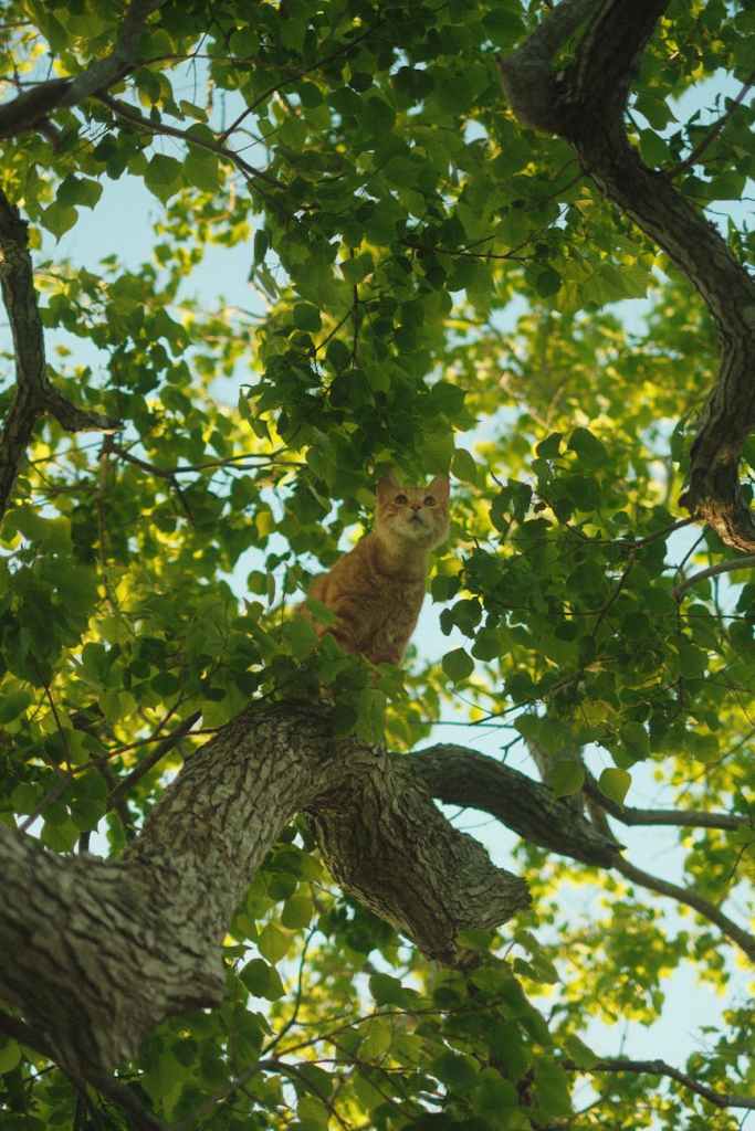 ginger cat perched in lush green tree outdoors