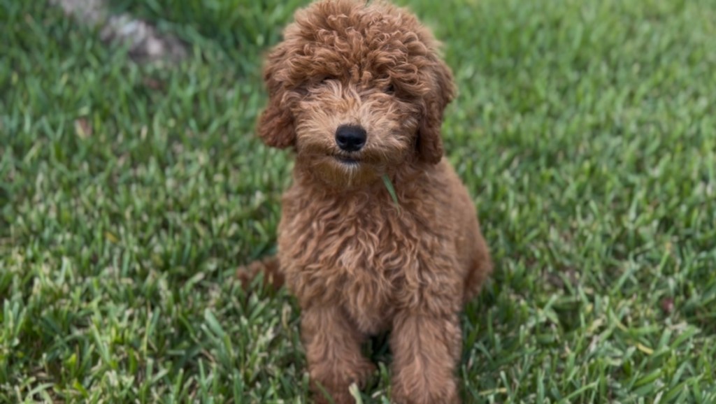 Psalm 14: Chasing Rebels, Finding&nbsp;Grace