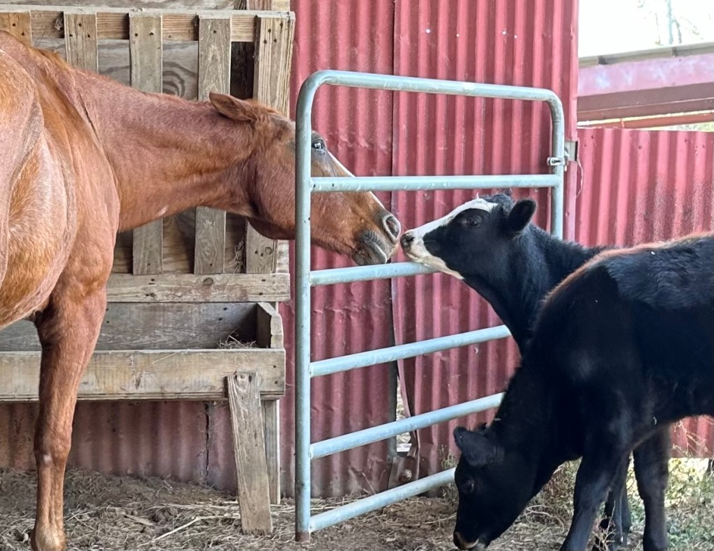 Psalm 6: Hallelujah For Every Broken Heart