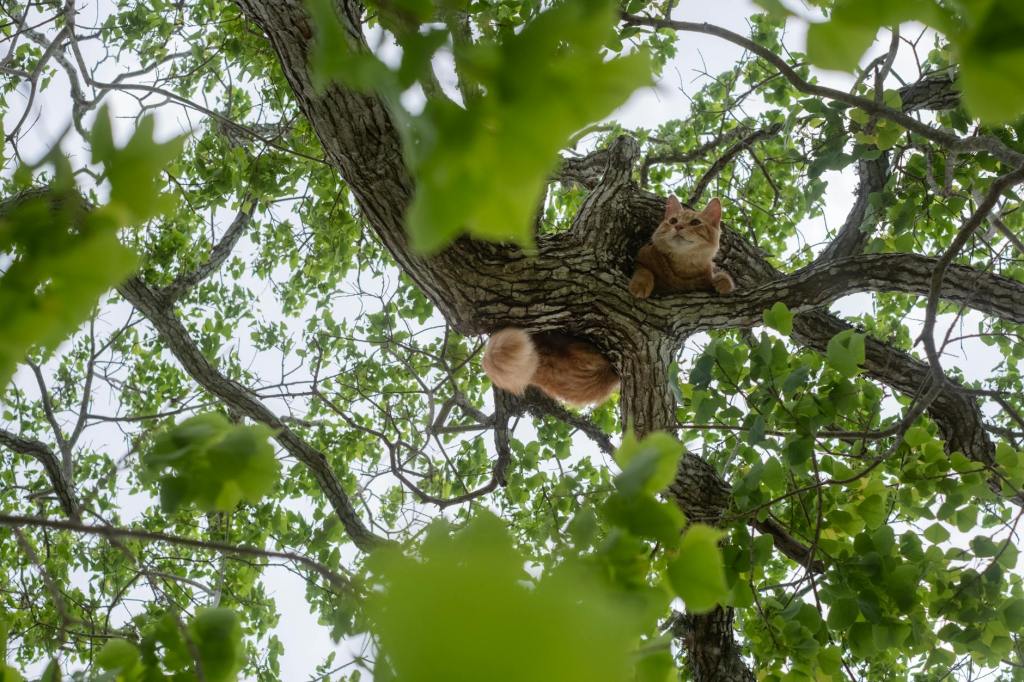 Are You Listening?: A Kitten’s Cries for Rescue (Psalm 10)