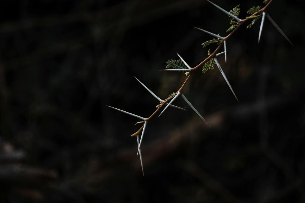 Psalm 21 & Good Friday: Thorns for Our Crown